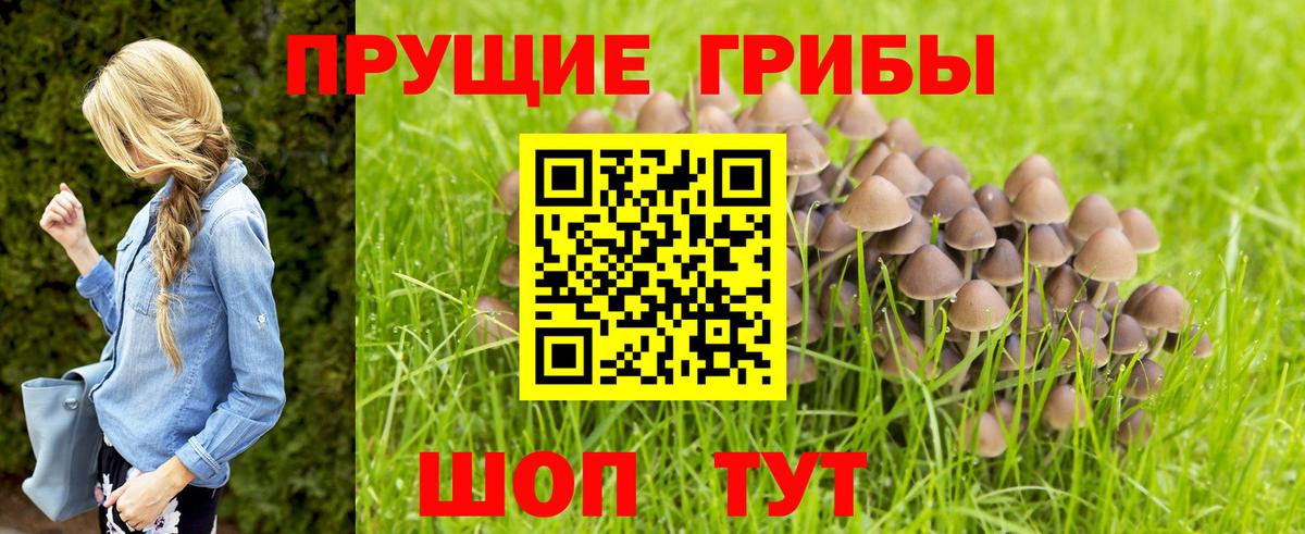 Галлюциногенные грибы Cubensis Тулун