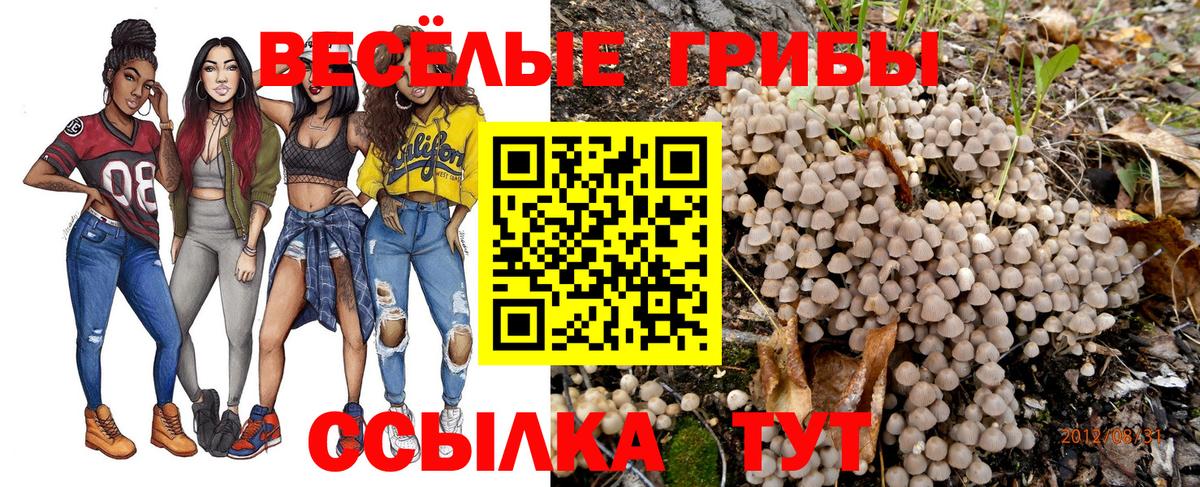 Тулун  Псилоцибиновые грибы прущие грибы  Вход с VPN 